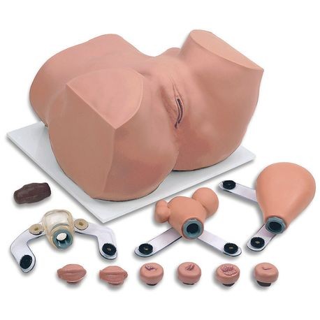 Eva Pelvic Exam Model