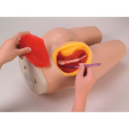 A photo of a medical teaching model demonstrating an intramuscular injection site on the buttock, with a hand holding a syringe and another holding a red teaching aid to show the internal anatomy.