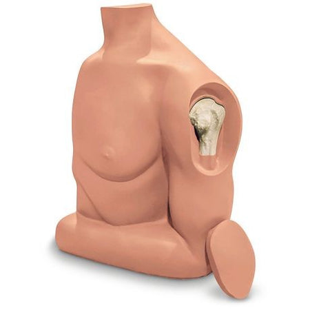 A medical training mannequin focusing on the humerus bone with a realistic appearance, featuring a known brand logo.
