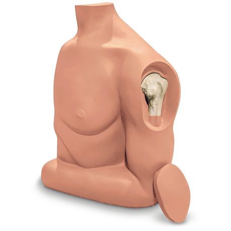 A medical training mannequin focusing on the humerus bone with a realistic appearance, featuring a known brand logo.